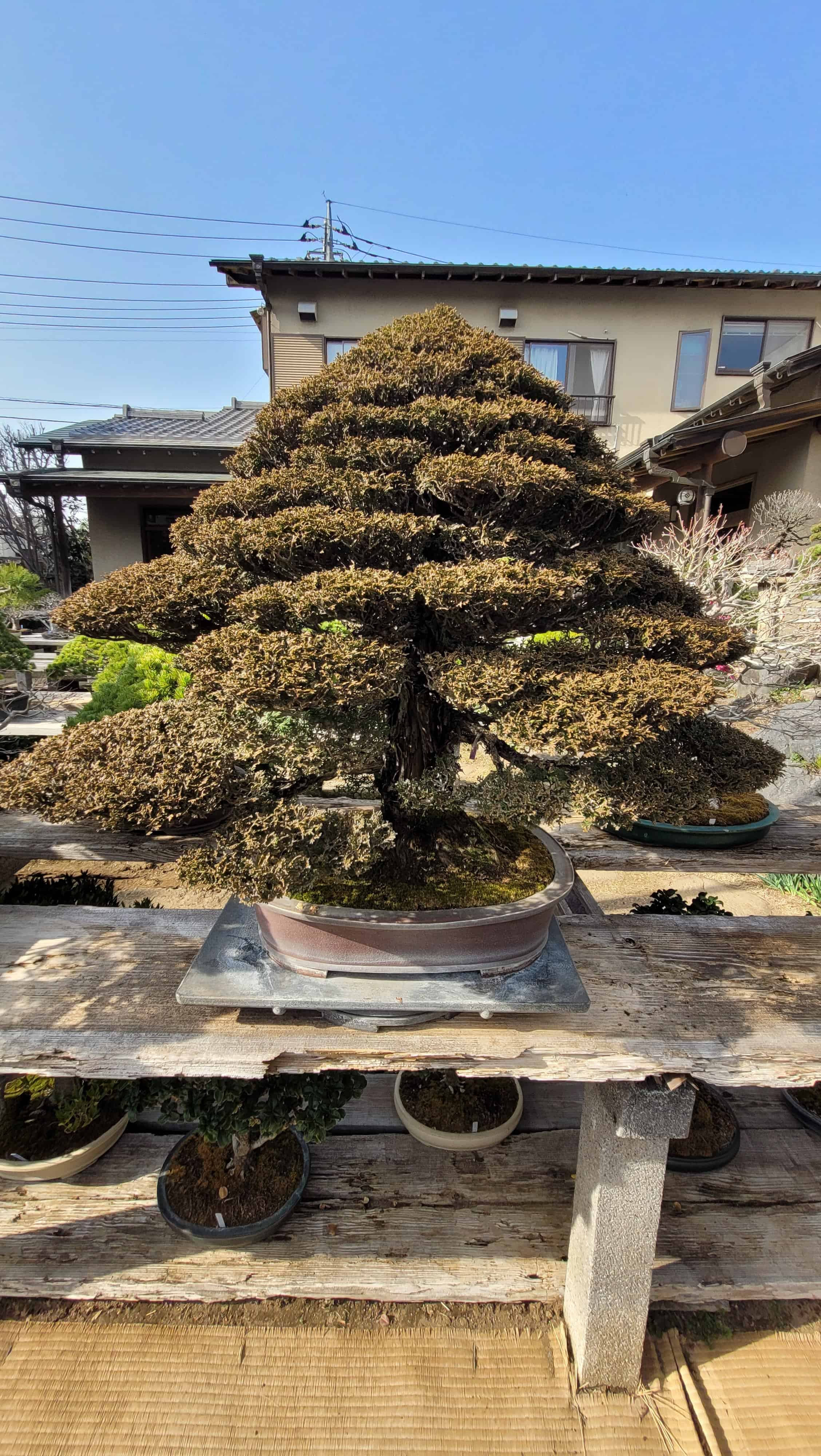 A cypress bonsai tree from omiya in Japan